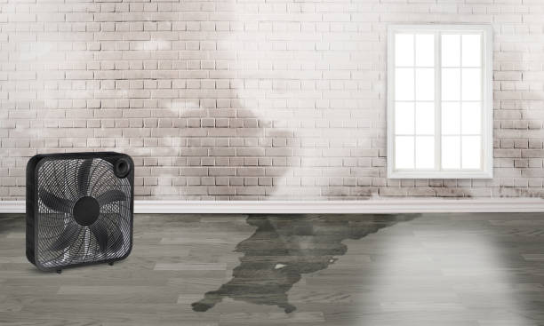 Best Water damage repair service  in Rockledge, FL